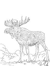 Discover thanksgiving coloring pages that include fun images of turkeys, pilgrims, and food that your kids will love to color. Eurasia Elk Coloring Page Free Printable Coloring Pages For Kids