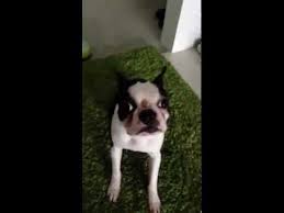 曲芸犬 マイルス パックとね 一瞬芸 犬 ボストンテリア 曲芸