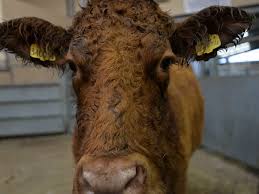 Kids' charity moo-ved by farmers' un-herd of gesture