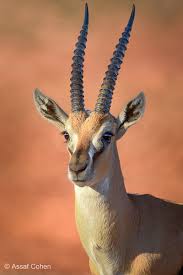 Gazelle Animals Wild Animals Beautiful Animals