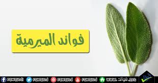 ماهي فوائد الميرمية فوائد الميرمية للتنحيف فوائد الميرمية للحمل Sage Health Benefits Slim Body Health