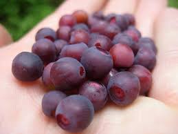 Similar to his cousin the blueberry, huckleberries are not so easily cultivated and so prized as an exotic, wild treat. Colorado S Wild Blueberries Wild Food Girl