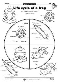 Frog Cycle Activities Use This Activity To Help The Children Learn About A Frog Life Cycle Life Cycles Science Life Cycles Kindergarten Science