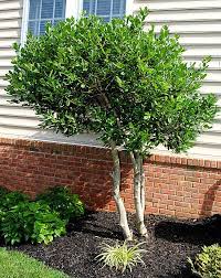 8 Great Ideas For Backyard Landscaping Townhouse Garden Backyard Landscaping Privacy Landscaping