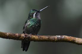 Image result for Trochomeria subglabra