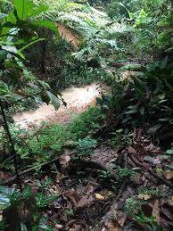 Bukit gasing bukit gasing, also known as hutan pendidikan bukit gasing, is set between kuala lumpur and petaling jaya. Bukit Gasing Forest Wanderweg Petaling Jaya Selangor Malaysia Pacer