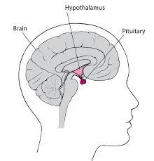 Pin On The Human Body