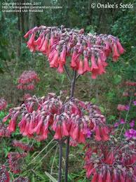 Plantfiles Pictures Mother Of Thousands Houghtonii Kalanchoe By Onalee Plants Hoya Plants Succulents