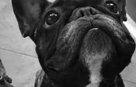We do keep a wait list for upcoming litters. 5 Best French Bulldog Breeders In Colorado Reviews Smiling Bulldogs