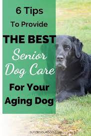 6 Tips To Provide The Best Senior Dog Care For Your Aging Dog Tutor Your Dog Dog Care Senior Dog Elderly Dog Care