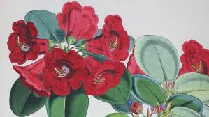 Image result for Rourea thomsonii