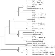 80 anos de música sertaneja explicit: Pathogens Free Full Text Isolation Of Naegleria Spp From A Brazilian Water Source Html