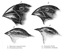 Evolution As Fact And Theory Wikipedia