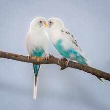 Image Result For Budgie Wellensittich Niedliche Vogel Sittich