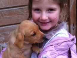 Labrador Retriever Breeders near Caldicot, Gwent