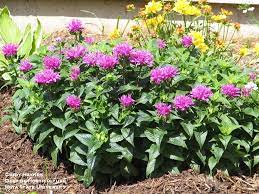 Sep 17, 2020 · bees have good color vision to help them find flowers and the nectar and pollen they offer. Growing Bee Balms In The Home Garden Horticulture And Home Pest News