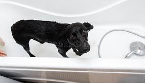 Bathing your dog will be so much simpler if you give your dog a bath on the very first day that he my dog hates getting a bath, but he actually remains standing and within my reach on his own while i'm. Cute Dog Standing In Bathtub Waiting To Be Washed Stock Image Image Of Purebred Condition 104980817