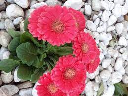 Scarica questa immagine gratuita di gerbera fiori margherite dalla vasta libreria di pixabay di immagini e video di pubblico dominio. Gerbera Coltivazione E Cure