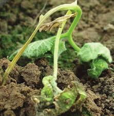 Image result for tomato seedling damping off