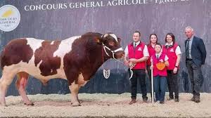 Salon de l'agriculture : de l'or pour le taureau mayennais Oeillet