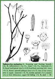 Image result for Sphenoclea zeylanica