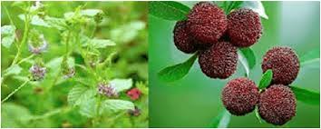 Image result for Psoralea