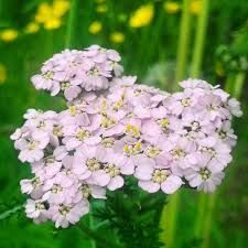 Jun 21, 2021 · lue myös: Juha On Twitter Vaaleanpunainen Siankarsamo Achillea Millefolium Kukkii Https T Co Njx9oscg9c Kukka Kesa Yarrow Flowers Http T Co Ob5ev6aemh