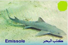 pin by أدعية وأذكار adiyaa w azkar on فوائد وفتاوي islam hadith facebook posts hadith