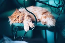 You may have a favorite movie that features a cat character that you wish to consider for your kitty. 15 Best Movie Inspired Cat Names