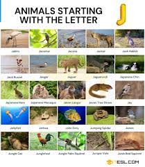 An animal that name ends in j is hard to find. Animals That Start With J List Of 35 Animals Starting With J 7esl