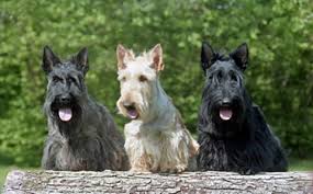 Image result for scottish terrier