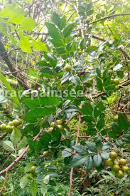 Image result for Harrisonia