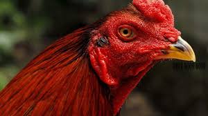 Telah diakui memiliki kualitas yang baik sebagai ayam aduan, serta kualitas yang dapat diadu hingga sampai mati, mirip dengan ayam liar, yang mampu berjuang untuk membela wilayah otoritas. 6 Cara Mengatasi Cacingan Pada Mata Ayam Arenahewan Com