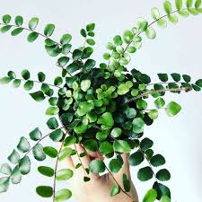 Maybe you would like to learn more about one of these? 9 Ferns To Grow Indoors