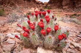 Custom mixed annual, perennial & biennial seeds in beautiful colors. Spring Wildflowers On Serpents Trail In Colorado National Monument Grand Junction Homes For Sale Grand Junction Colorado