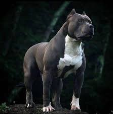 Adjustable legs let you level the house on the uneven ground. Sonu Dog House Pitbull Lovers Facebook