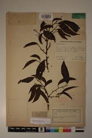 Image result for Staudtia