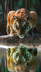 102 mobile walls 5 arte 71 imagens 71 avatares 4 gifs. Tiger Reflected In Lake Wallpaper 4k Ultra Hd Id 4556