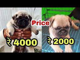 Browse our selection of reputable breeders. Pug Dog Price Difference Youtube