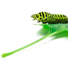 Unit 16 marlborough, ma 01752. Quarterly Pest Control Prevention Seasonal Pest Services Jp Pest Services