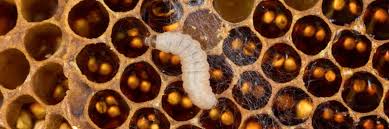 Efb is generally considered less virulent than afb; Honey Bee Pests And Diseases Pt 1 Common Honey Bee Pests
