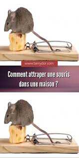Epingle Sur Animaux Et Insectes