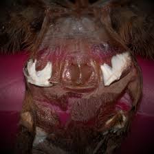 Image result for Centema subfusca