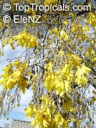 Image result for Sophora