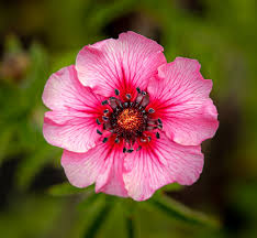 We did not find results for: Fingerkraut Miss Willmott Potentilla Nepalensis Miss Willmott Gunstig Online Kaufen