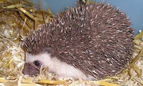 Somali Hedgehog Atelerix Sclateri Google Search African Hedgehog Hedgehog Animals