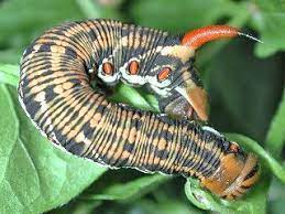 die schonsten schmetterlinge und raupen aus sudeuropa schmetterling raupe griechenland italien sudfrankreich spanien p schmetterlingsraupen raupe schmetterling