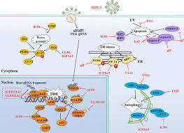 The world health organization estimates that 67 percent of all people in the. The Race Between Host Antiviral Innate Immunity And The Immune Evasion Strategies Of Herpes Simplex Virus 1 Microbiology And Molecular Biology Reviews