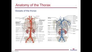 Image result for Chest Trauma