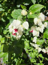 Image result for Clerodendrum toxicarium